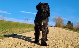 Black Standard Schnauzer - How Big is a Standard Schnauzer?
