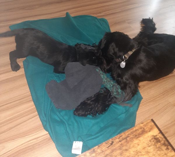 How To Introduce A Puppy To A Dominant Dog?