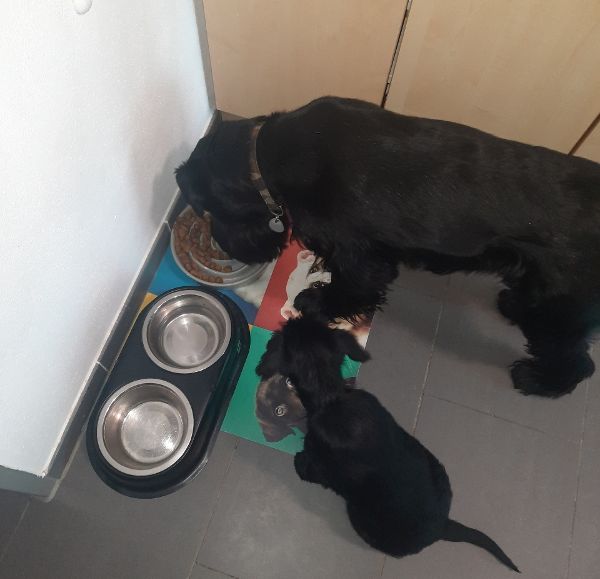 How To Introduce A Puppy To A Dominant Dog?