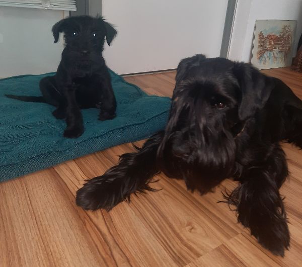 How To Introduce A Puppy To A Dominant Dog?